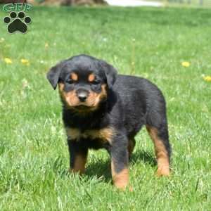 Chloe, Rottweiler Puppy