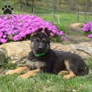 Chloe, German Shepherd Puppy