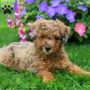Chloe, Aki-Poo Puppy