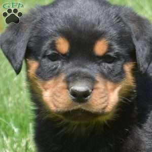 Chloe, Rottweiler Puppy