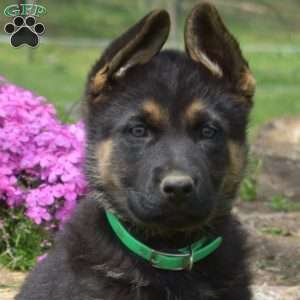 Chloe, German Shepherd Puppy