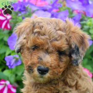 Chloe, Aki-Poo Puppy