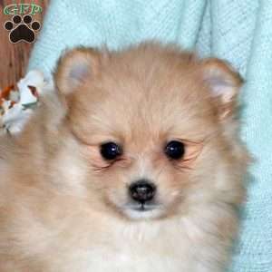 Chloe, Pomeranian Puppy