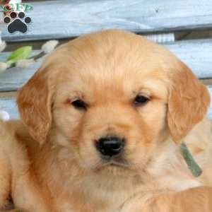 Chum, Golden Retriever Puppy