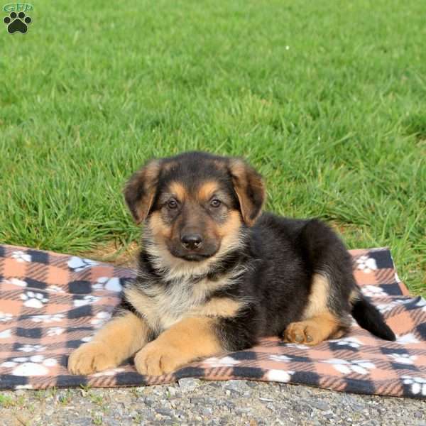 Cindy, German Shepherd Puppy