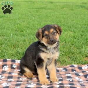 Cindy, German Shepherd Puppy