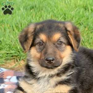 Cindy, German Shepherd Puppy