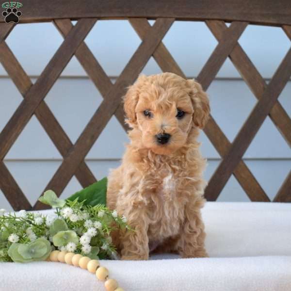 Cinnamon, Bich-Poo Puppy