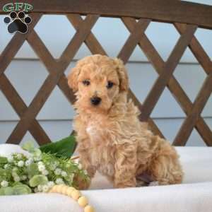 Cinnamon, Bich-Poo Puppy