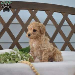 Cinnamon, Bich-Poo Puppy