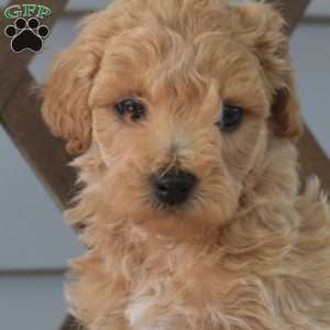 Cinnamon, Bich-Poo Puppy