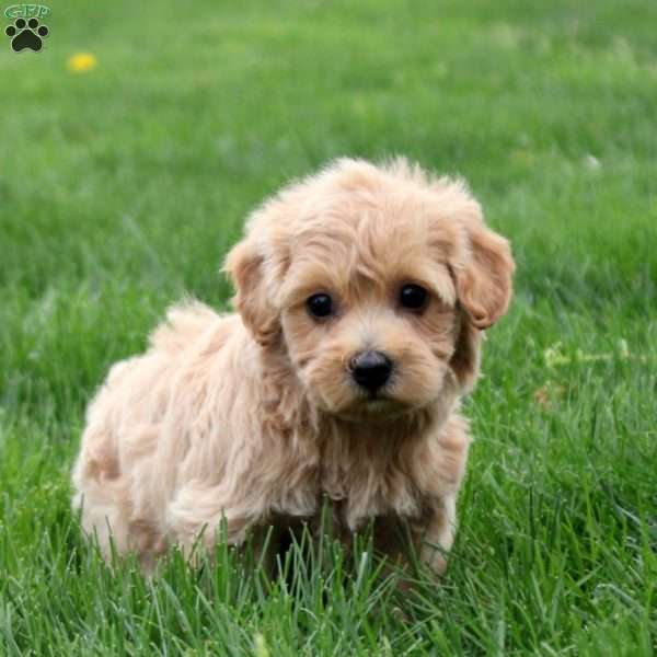 Claire, Maltipoo Puppy