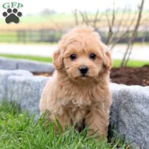 Claire, Maltipoo Puppy