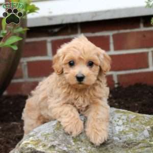 Claire, Maltipoo Puppy