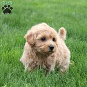 Claire, Maltipoo Puppy