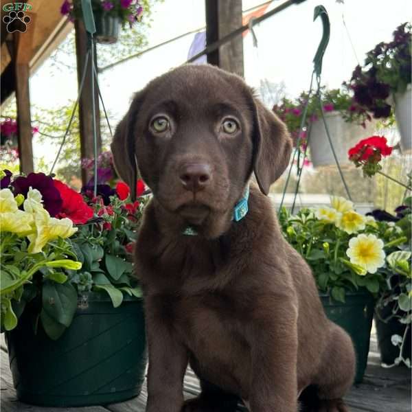 Clara, Chocolate Labrador Retriever Puppy
