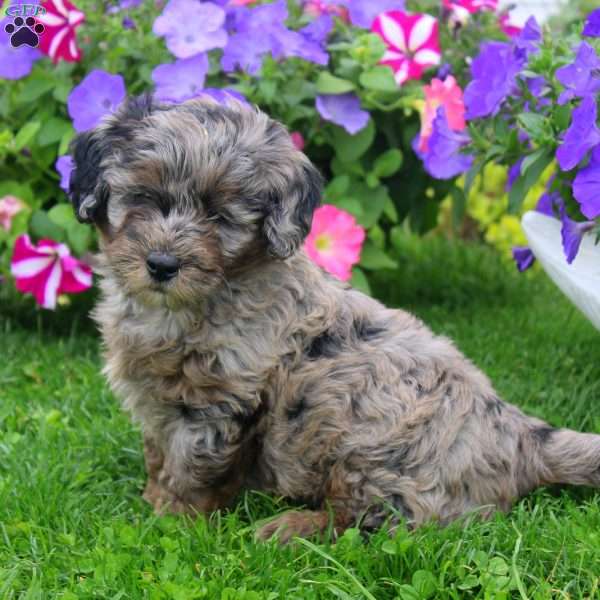 Clay, Aki-Poo Puppy