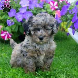 Clay, Aki-Poo Puppy
