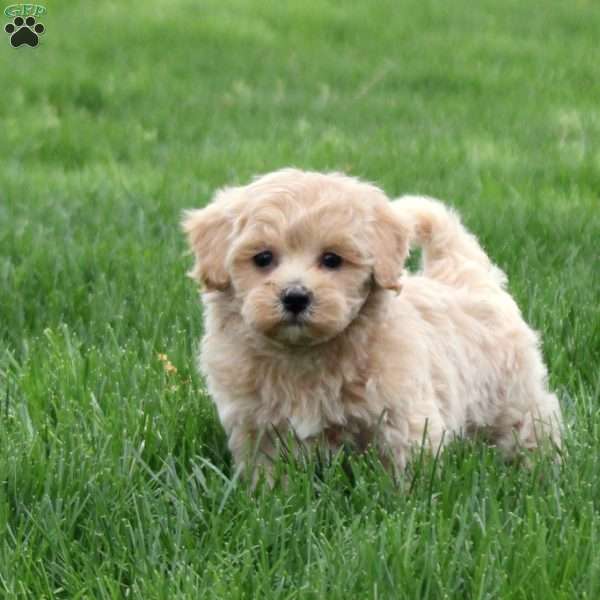 Clementine, Maltipoo Puppy