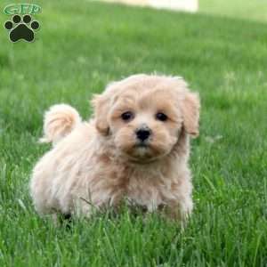 Clementine, Maltipoo Puppy