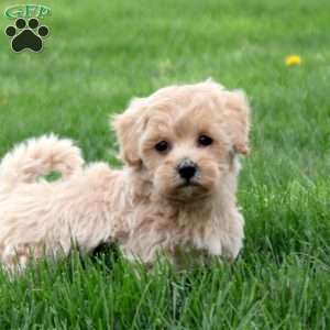 Clementine, Maltipoo Puppy