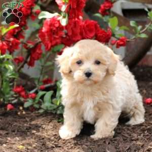 Clementine, Maltipoo Puppy