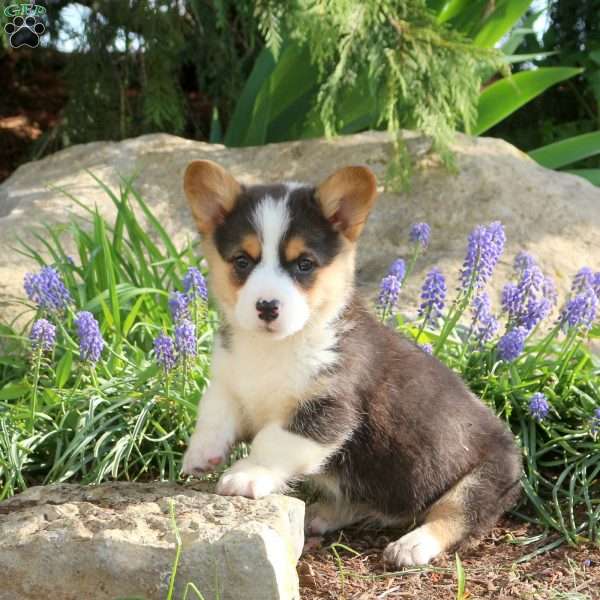 Clover, Pembroke Welsh Corgi Puppy