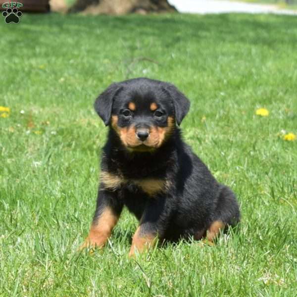 Clover, Rottweiler Puppy