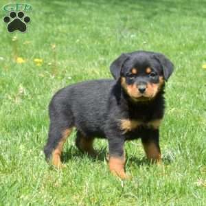 Clover, Rottweiler Puppy