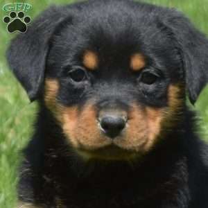 Clover, Rottweiler Puppy