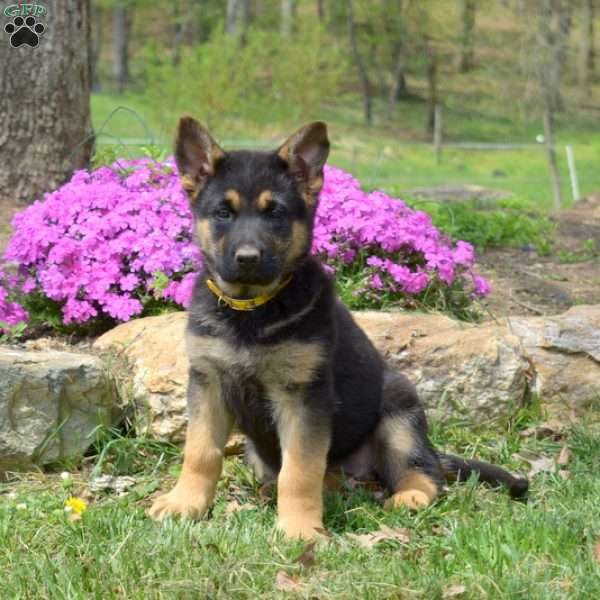 Cocoa, German Shepherd Puppy