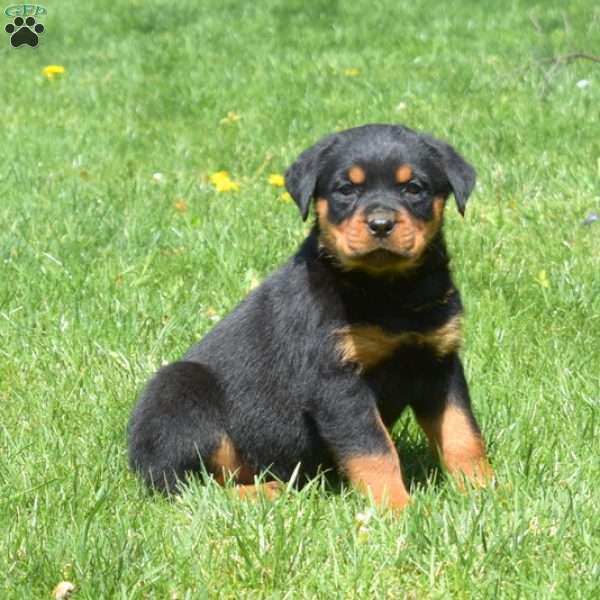 Cocoa, Rottweiler Puppy