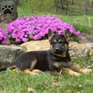 Cocoa, German Shepherd Puppy