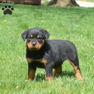 Cocoa, Rottweiler Puppy