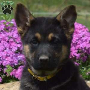Cocoa, German Shepherd Puppy