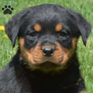 Cocoa, Rottweiler Puppy