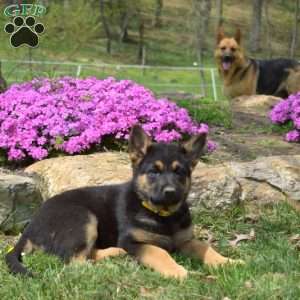 Cocoa, German Shepherd Puppy