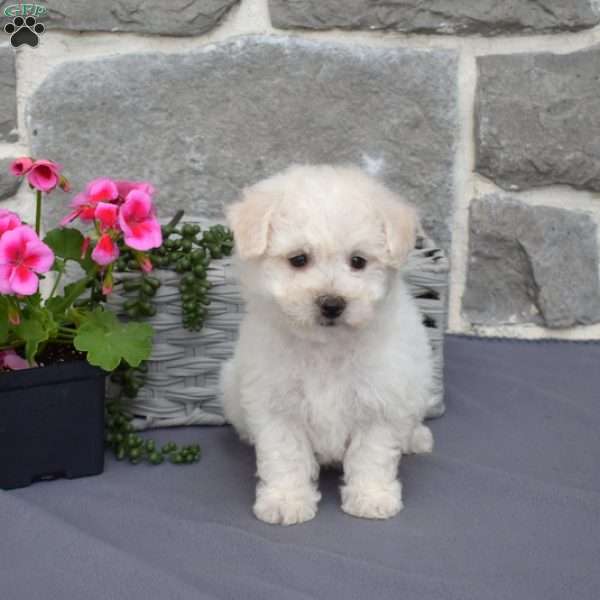 Coconut, Bichon Frise Puppy