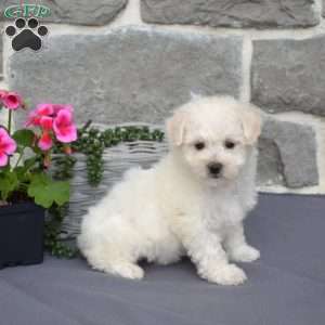 Coconut, Bichon Frise Puppy