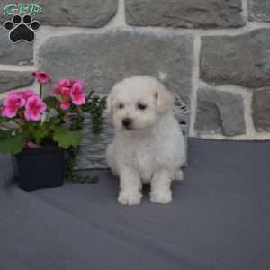 Coconut, Bichon Frise Puppy