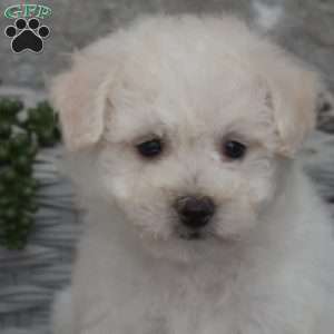 Coconut, Bichon Frise Puppy