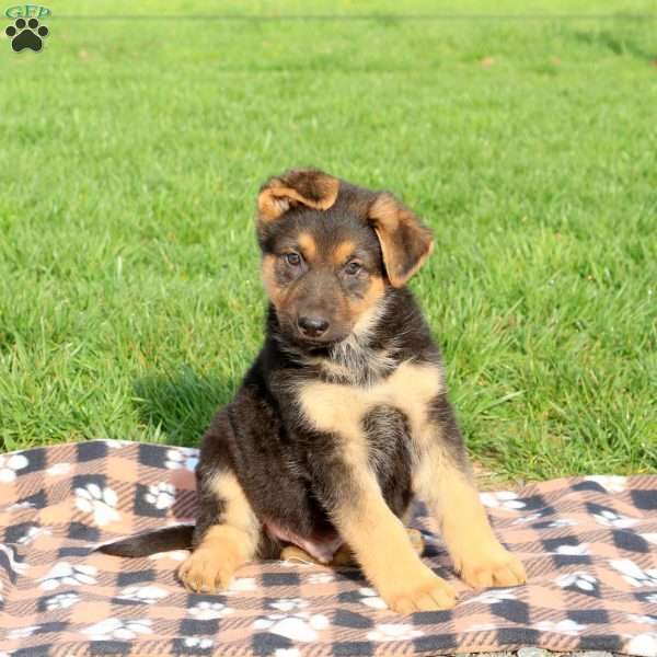 Cody, German Shepherd Puppy