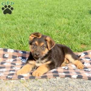 Cody, German Shepherd Puppy