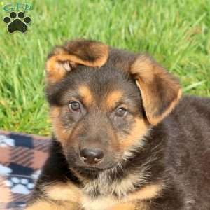 Cody, German Shepherd Puppy