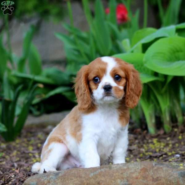 Cody, Cavalier King Charles Spaniel Puppy