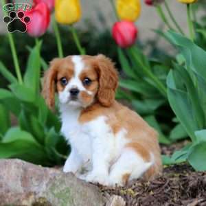 Cody, Cavalier King Charles Spaniel Puppy