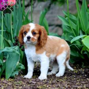 Cody, Cavalier King Charles Spaniel Puppy