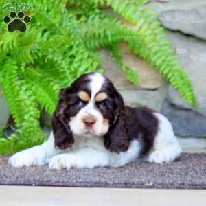 Cody, Cocker Spaniel Puppy
