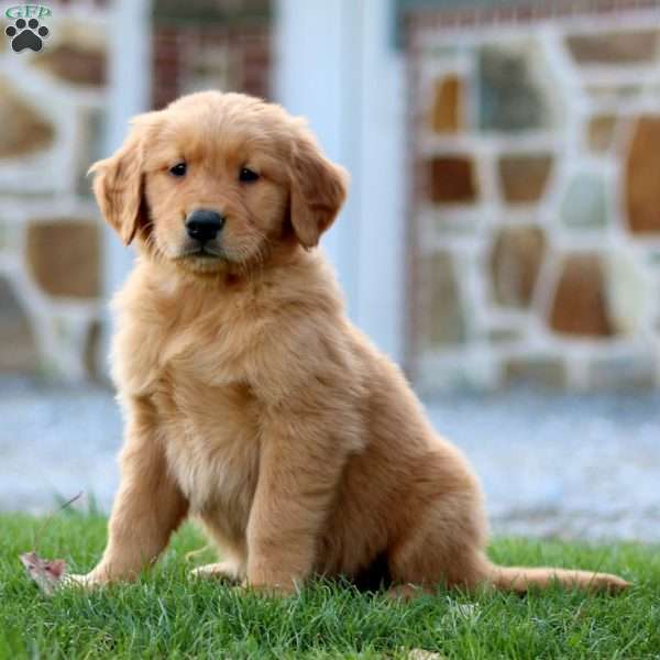 Cola, Golden Retriever Puppy