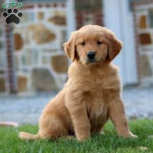Cola, Golden Retriever Puppy